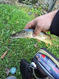 Northern Pike