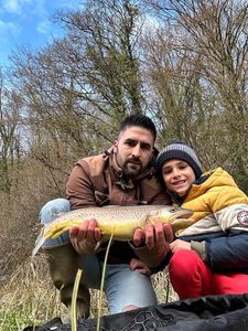 Brown Trout