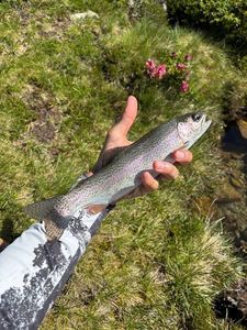 Rainbow Trout