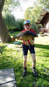 Common Carp