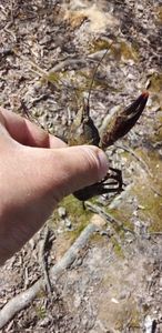 Red Swamp Crayfish