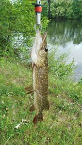 Northern Pike