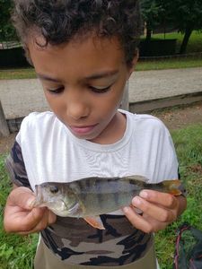 European Perch