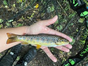 Brown Trout