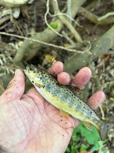 Brown Trout