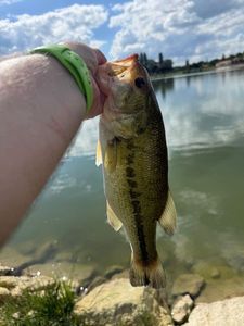 Largemouth Bass