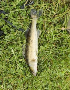 Zander