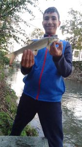 Barbel