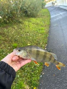 European Perch