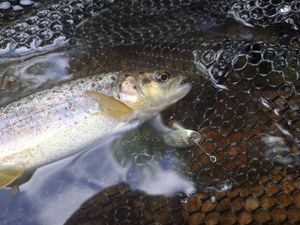 Brown Trout