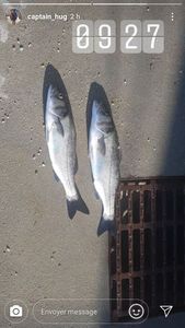 European Bass (Seabass)
