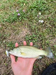 Largemouth Bass