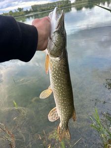 Northern Pike