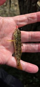 Round Goby