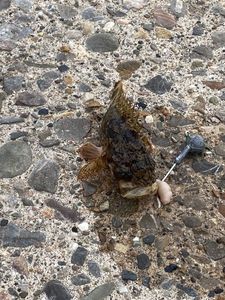 Brown Scorpionfish