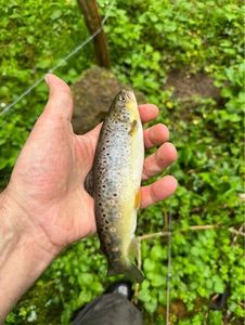 Brown Trout