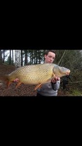 Common Carp