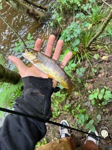 Brown Trout