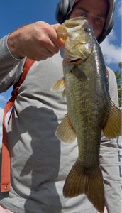 Largemouth Bass