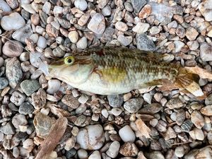 Corkwing Wrasse