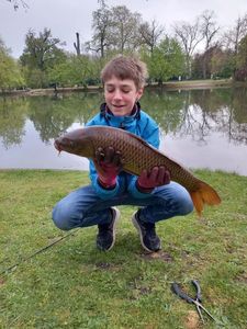 Common Carp