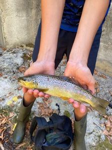 Brown Trout