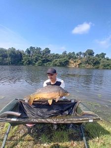 Mirror Carp