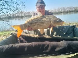 Common Carp