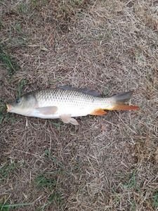 Common Carp