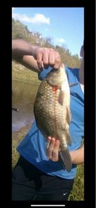 Crucian Carp