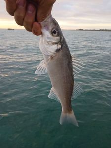 European Bass (Seabass)
