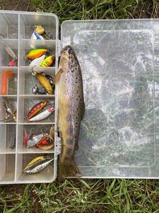 Brown Trout