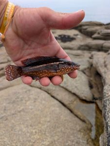 Ballan Wrasse