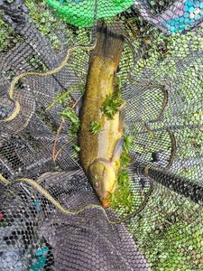 Tench