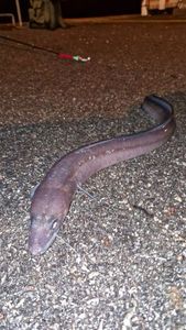 Conger
