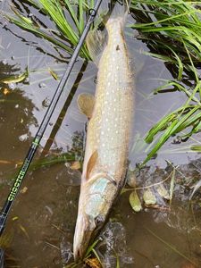 Northern Pike