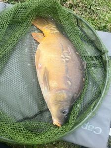 Mirror Carp