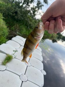 European Perch