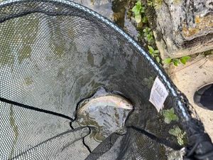 Rainbow Trout