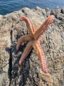 Étoile de mer
