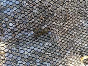 Spinycheek Crayfish