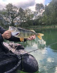 European Perch