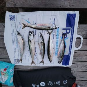 Mackerel