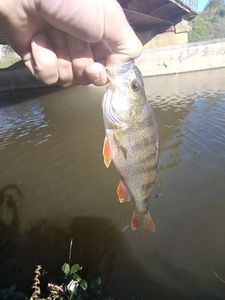 European Perch