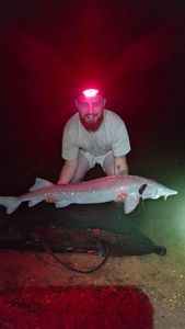Sturgeon