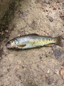 Brown Trout