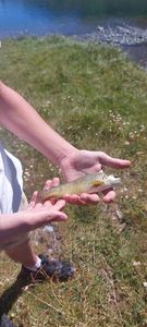 Brown Trout