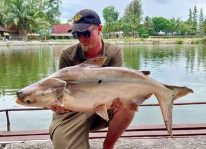 Mekong Giant Catfish