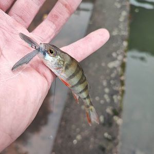 European Perch