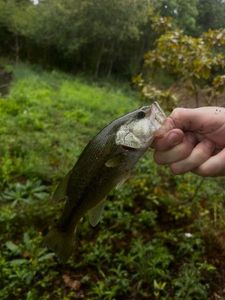Smallmouth Bass